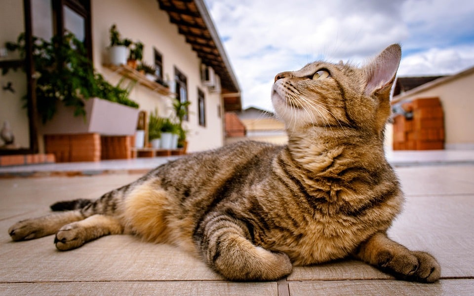The Ultimate Guide to Homeownership: From Dream to Reality