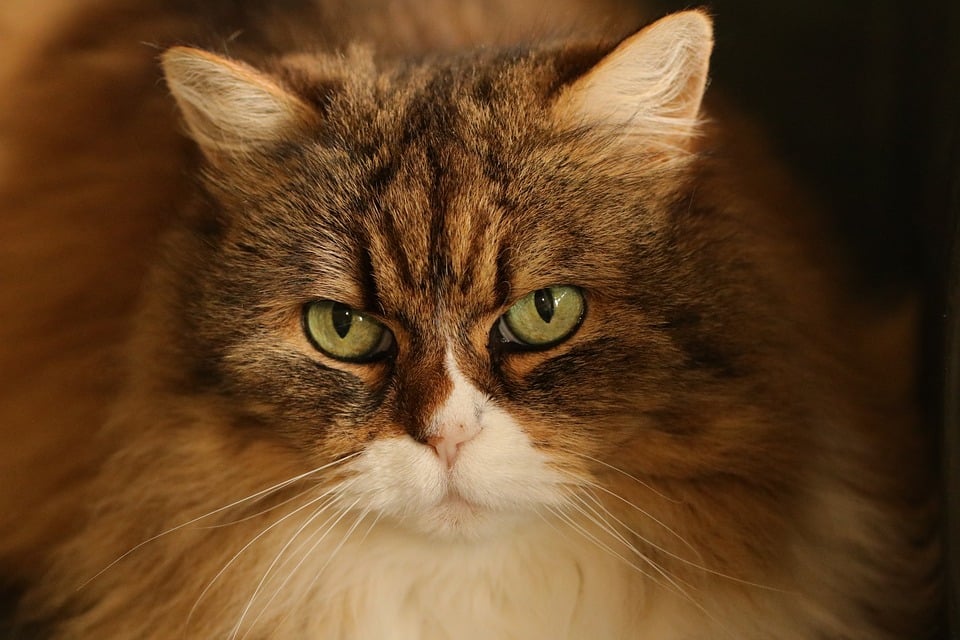 How to Find Property Owners by Address: A Beginner’s Guide